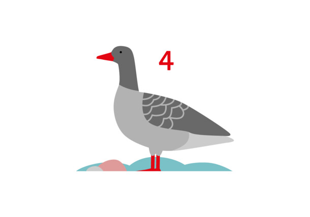     Illustration: Greylag goose 